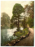 Vintage Woods Bolton Abbey England A4 Photo Print