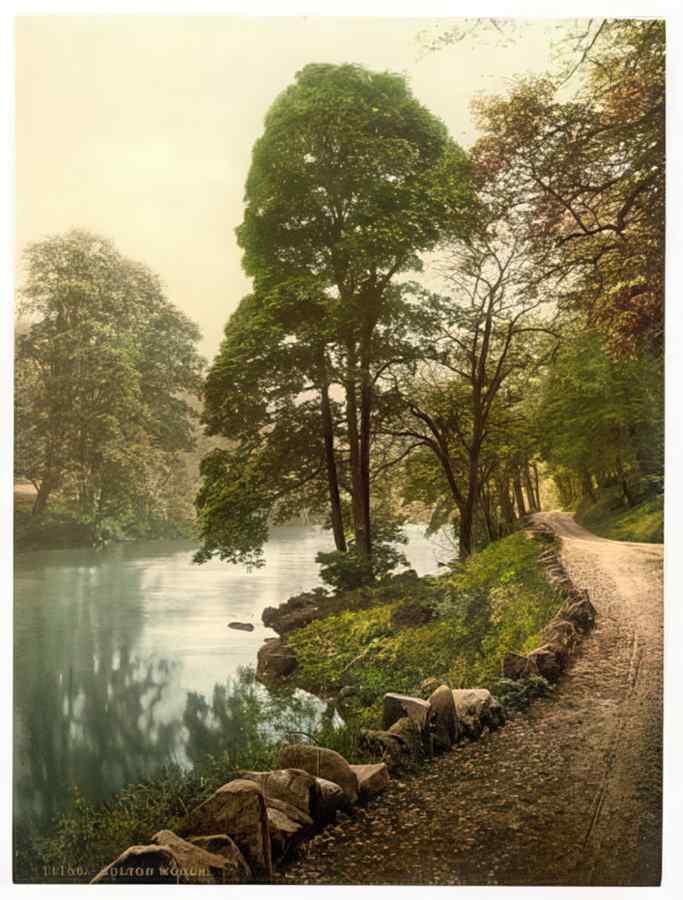 Vintage Woods Bolton Abbey England A4 Photo Print