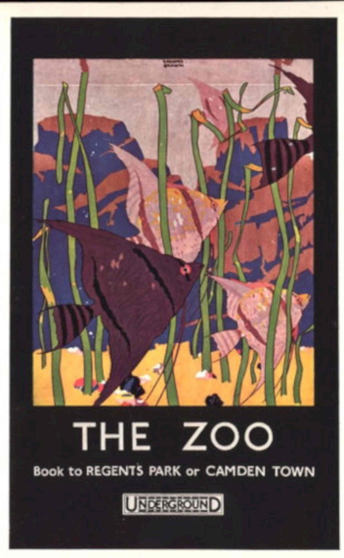 Vintage Zoo Fish 1930s Vintage Retro Advert Poster