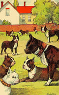 Von Hofsten Hugo Dogs 1908 Boxers A4 Photo Print