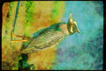 Wading Birds 289001 Yellow crowned Night Heron A4 Limited Edition Watercolour Print