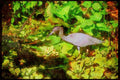 Wading Birds 289002 Little Blue Heron A4 Limited Edition Watercolour Print