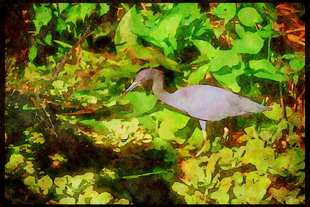 Wading Birds 289002 Little Blue Heron A4 Limited Edition Watercolour Print