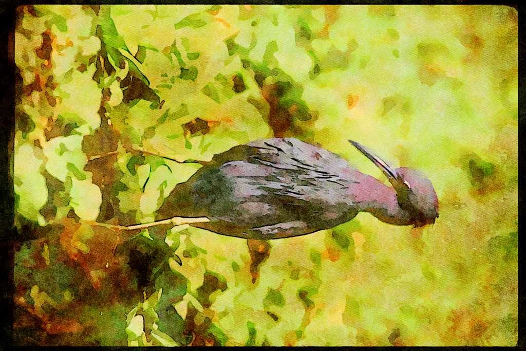 Wading Birds 289004 Little Blue Heron A4 Limited Edition Watercolour Print