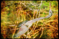 Wading Birds 289005 Great Blue Heron A4 Limited Edition Watercolour Print