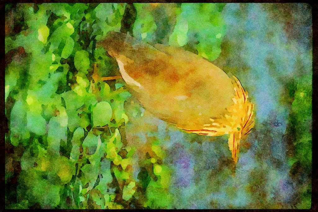 Wading Birds 289006 Pond Heron (Paddy Bird) A4 Limited Edition Watercolour Print