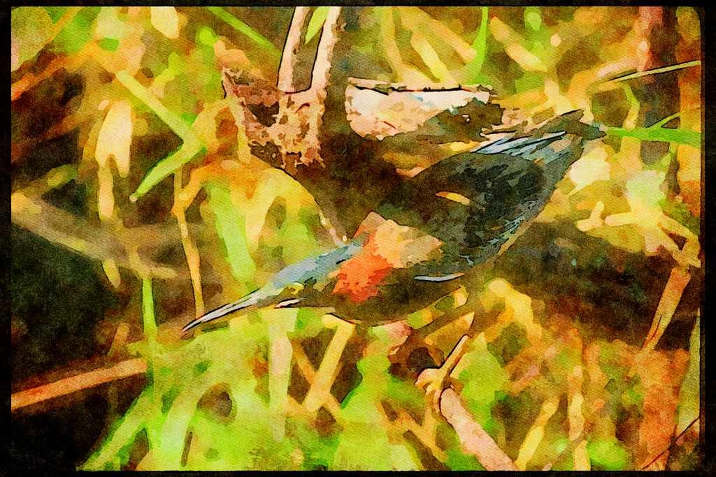 Wading Birds 289008 Green Heron A4 Limited Edition Watercolour Print