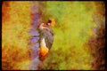 Wading Birds 289010 Crowned Crane A4 Limited Edition Watercolour Print