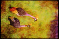 Wading Birds 289011 Crowned Cranes A4 Limited Edition Watercolour Print