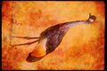 Wading Birds 289012 Crowned Crane A4 Limited Edition Watercolour Print