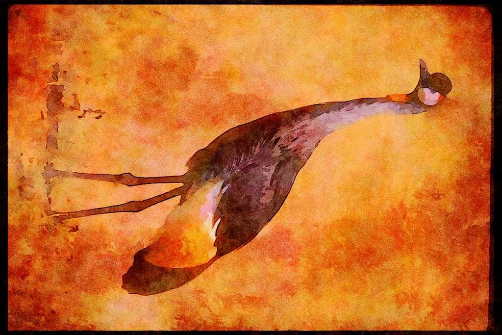 Wading Birds 289012 Crowned Crane A4 Limited Edition Watercolour Print