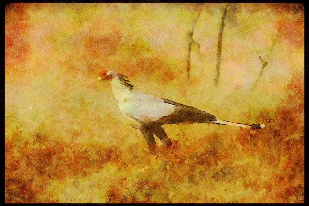 Wading Birds 289014 Secretary Bird A4 Limited Edition Watercolour Print