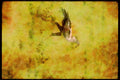 Wading Birds 289015 Secretary Bird, Carrying Stone A4 Limited Edition Watercolour Print