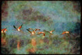 Wading Birds 289017 African Flamingos, Taking Off A4 Limited Edition Watercolour Print