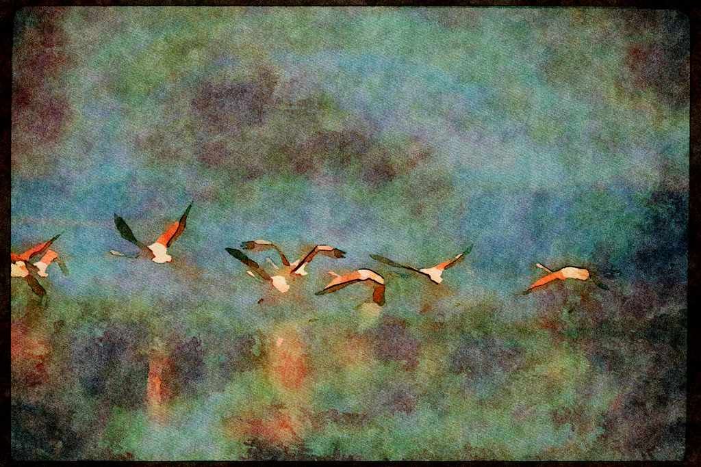 Wading Birds 289017 African Flamingos, Taking Off A4 Limited Edition Watercolour Print
