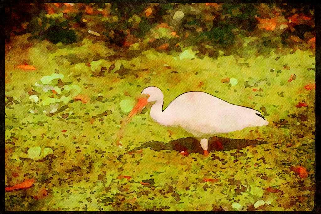 Wading Birds 289018 White Ibis A4 Limited Edition Watercolour Print