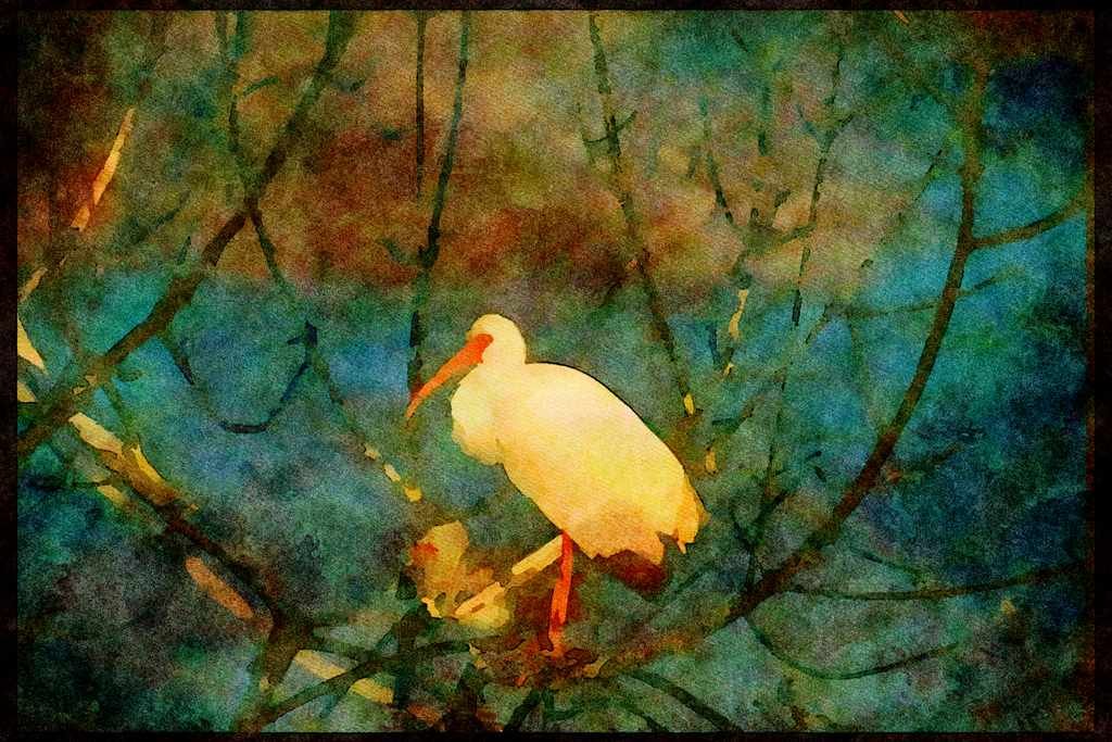 Wading Birds 289019 White Ibis A4 Limited Edition Watercolour Print
