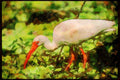 Wading Birds 289020 White Ibis A4 Limited Edition Watercolour Print