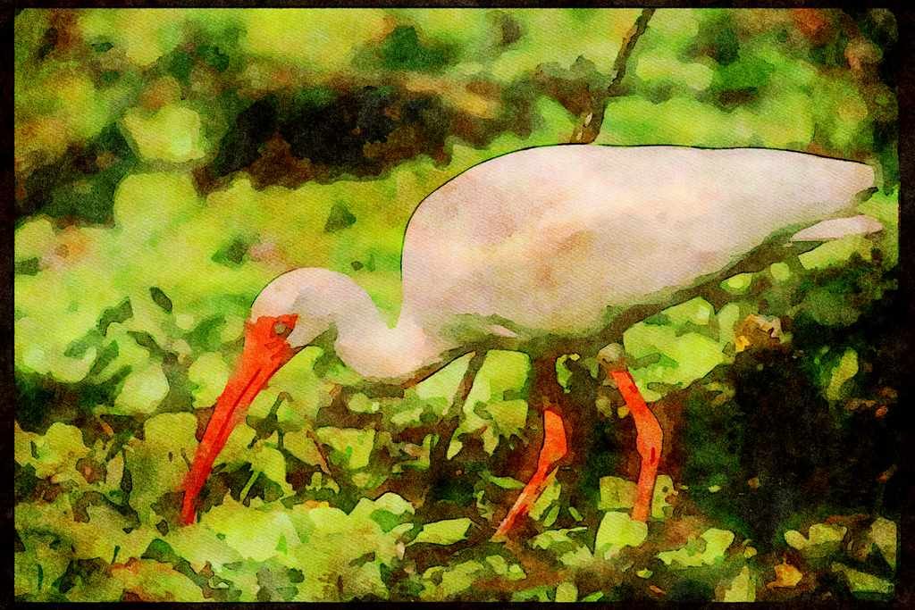 Wading Birds 289020 White Ibis A4 Limited Edition Watercolour Print