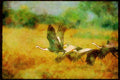 Wading Birds 289021 Wattled Cranes, Taking Off A4 Limited Edition Watercolour Print
