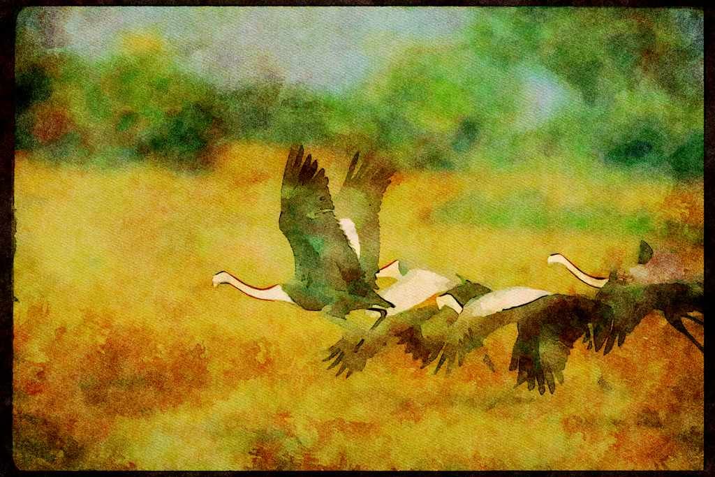 Wading Birds 289021 Wattled Cranes, Taking Off A4 Limited Edition Watercolour Print