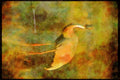 Wading Birds 289023 Sarus Crane A4 Limited Edition Watercolour Print