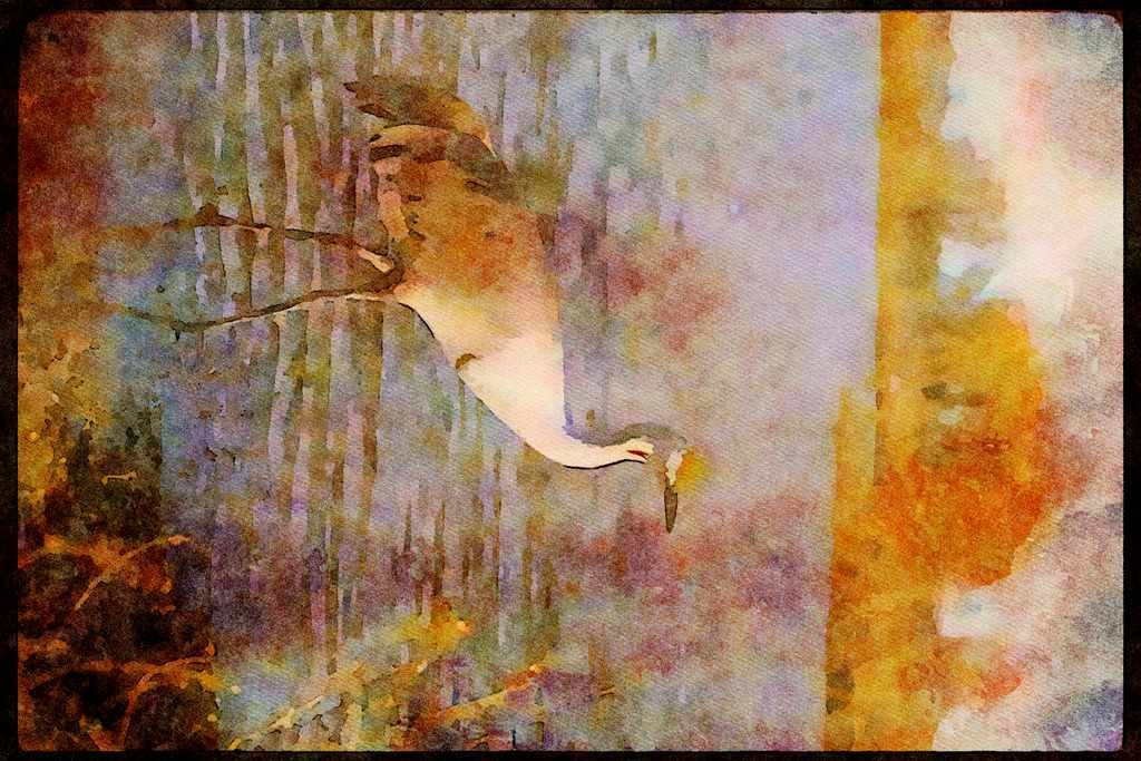 Wading Birds 289025 Lesser Sandhill Crane A4 Limited Edition Watercolour Print