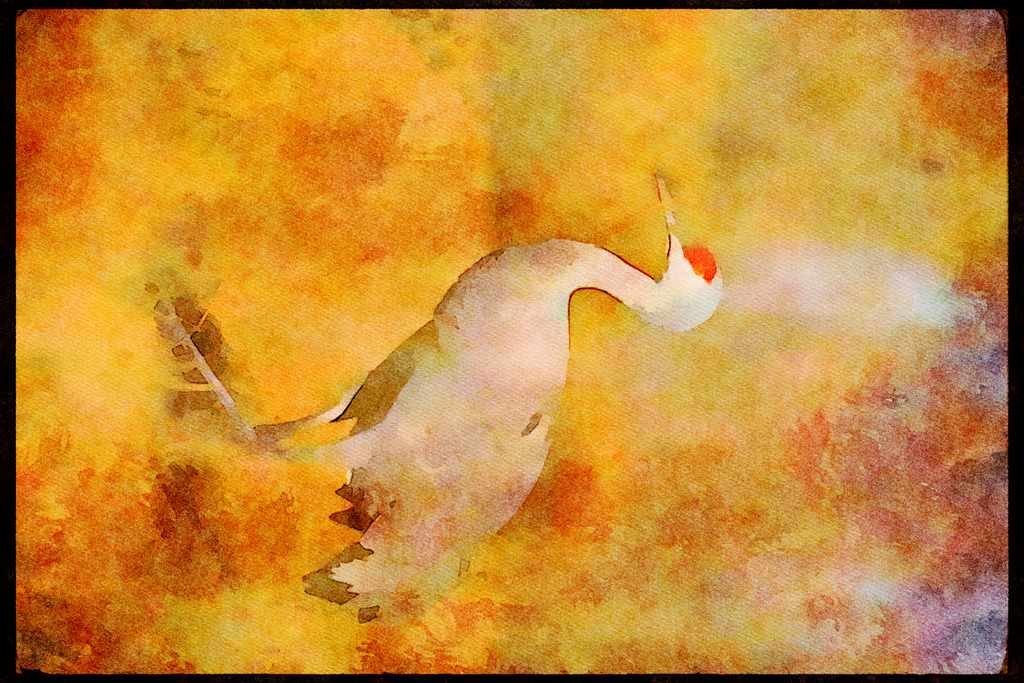 Wading Birds 289027 Lesser Sandhill Crane A4 Limited Edition Watercolour Print