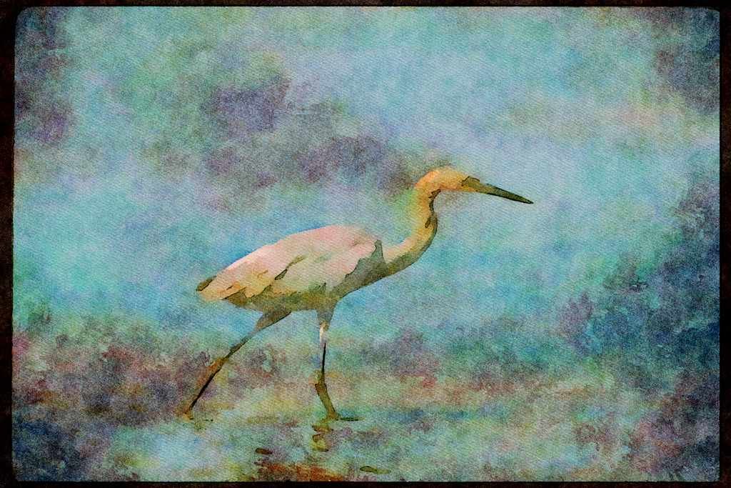 Wading Birds 289028 Reddish Egret, Fishing A4 Limited Edition Watercolour Print