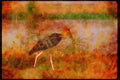 Wading Birds 289030 Marabou Stork A4 Limited Edition Watercolour Print