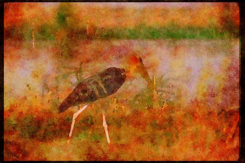 Wading Birds 289030 Marabou Stork A4 Limited Edition Watercolour Print