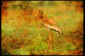 Wading Birds 289031 Painted Stork A4 Limited Edition Watercolour Print