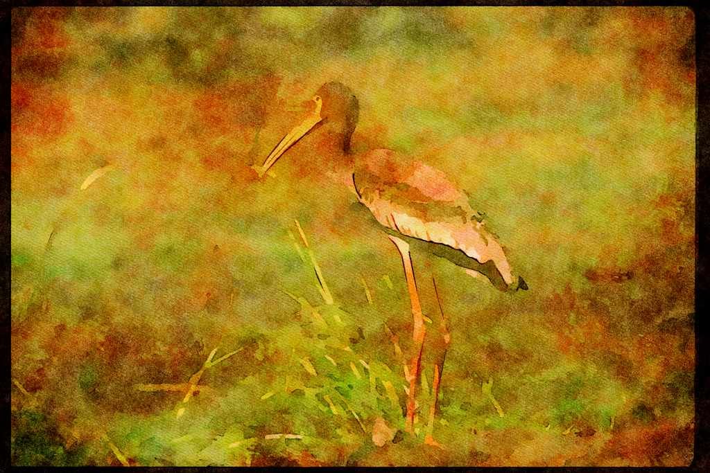 Wading Birds 289031 Painted Stork A4 Limited Edition Watercolour Print