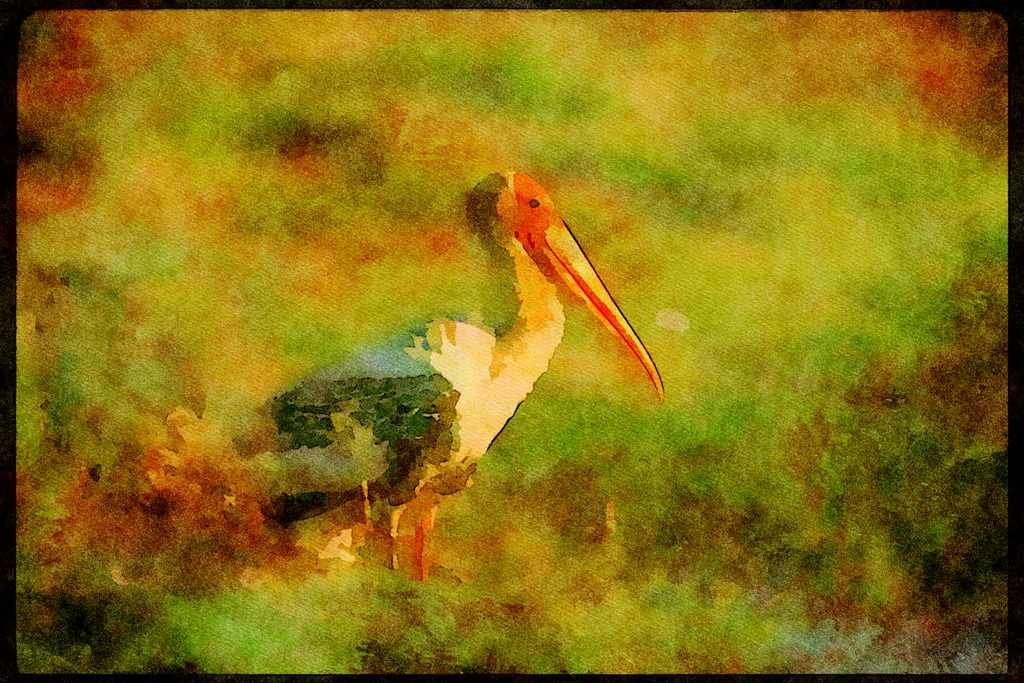 Wading Birds 289033 Adult Painted Stork A4 Limited Edition Watercolour Print