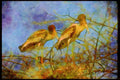Wading Birds 289034 Painted Storks In Nest A4 Limited Edition Watercolour Print