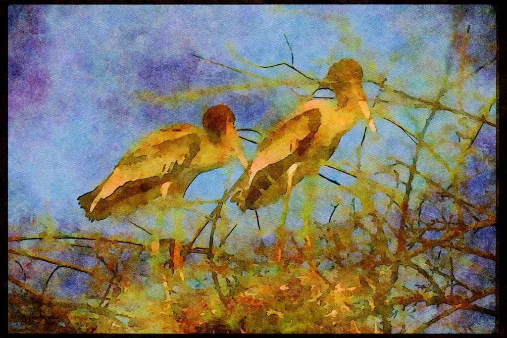 Wading Birds 289034 Painted Storks In Nest A4 Limited Edition Watercolour Print