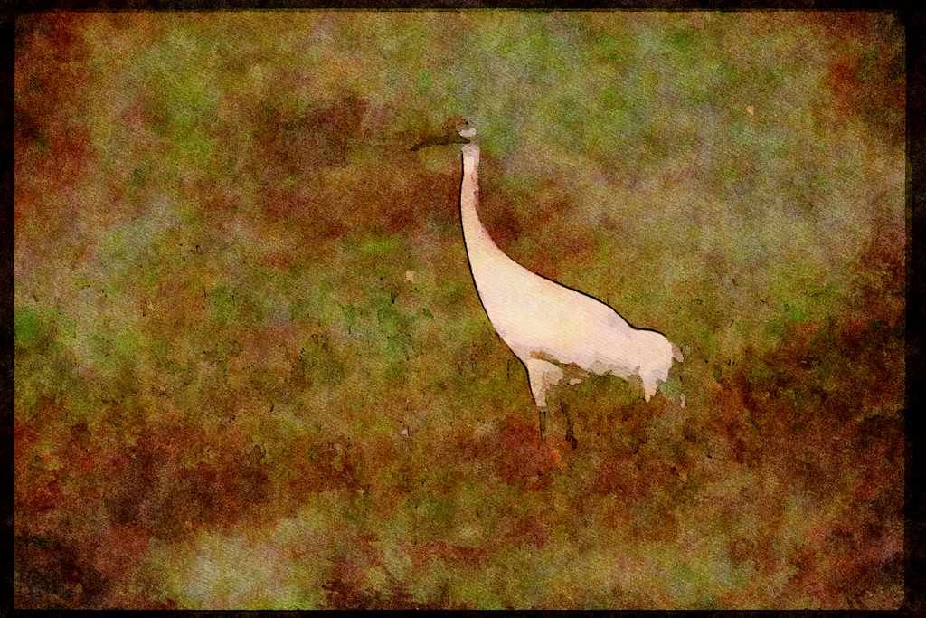 Wading Birds 289036 Whooping Crane A4 Limited Edition Watercolour Print