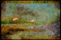 Wading Birds 289037 Whooping Cranes A4 Limited Edition Watercolour Print