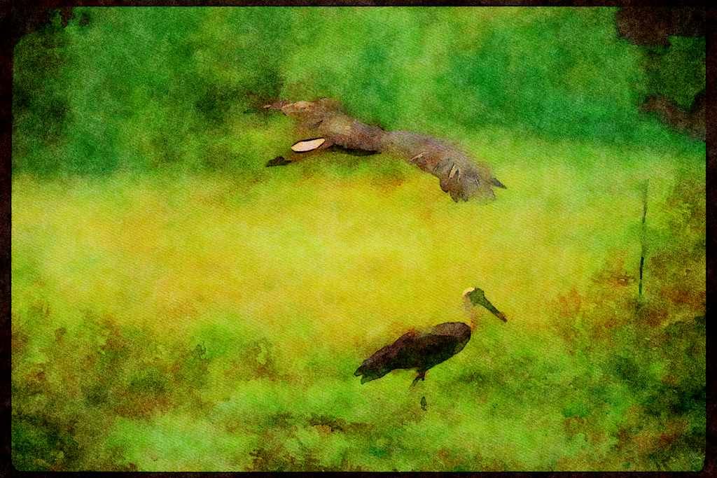 Wading Birds 289038 Wooly necked Stork, In Flight A4 Limited Edition Watercolour Print