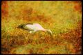 Wading Birds 289040 Open billed Stork A4 Limited Edition Watercolour Print