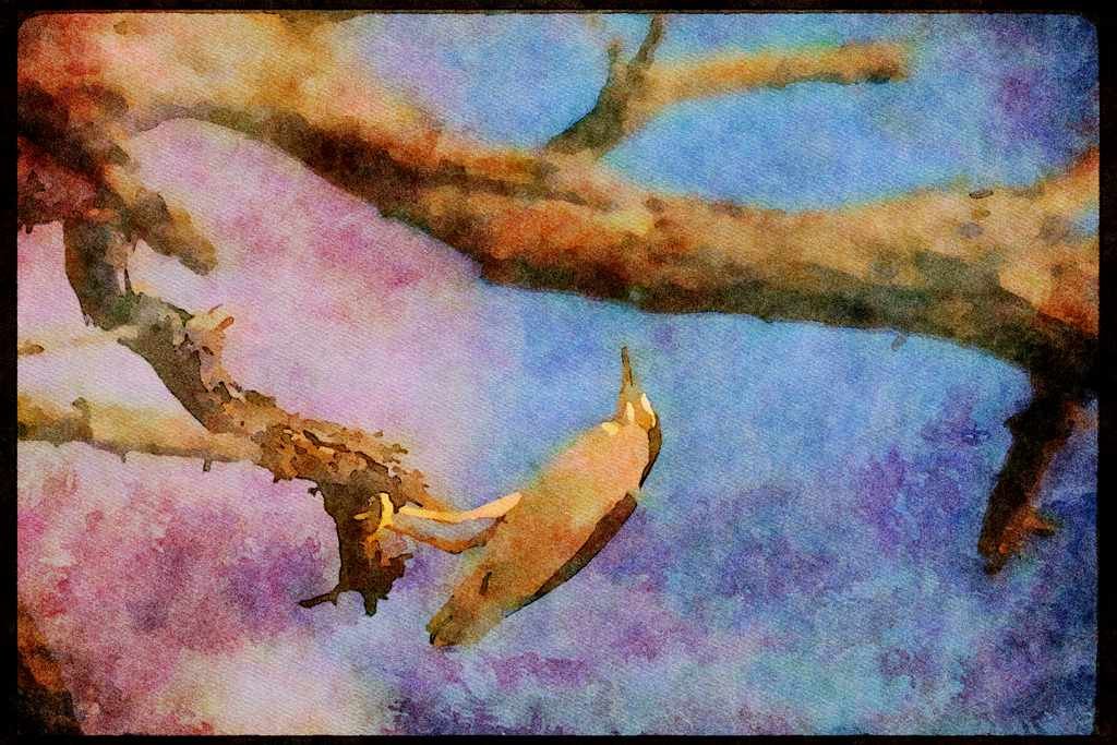 Wading Birds 289041 Black crowned Night Heron A4 Limited Edition Watercolour Print