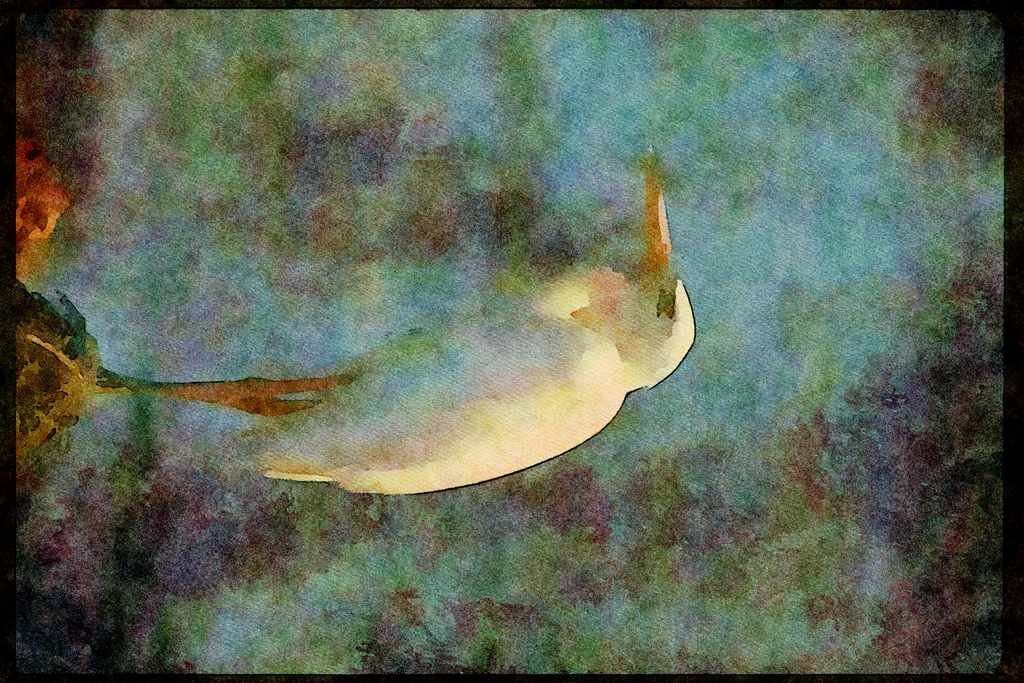Wading Birds 289042 Great White Heron A4 Limited Edition Watercolour Print
