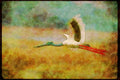 Wading Birds 289043 Black necked Stork In Flight A4 Limited Edition Watercolour Print