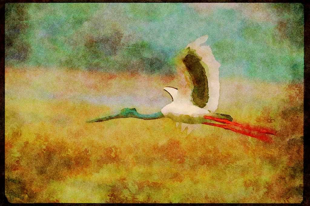 Wading Birds 289043 Black necked Stork In Flight A4 Limited Edition Watercolour Print