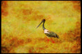 Wading Birds 289044 Black necked Stork A4 Limited Edition Watercolour Print