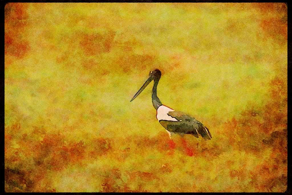 Wading Birds 289044 Black necked Stork A4 Limited Edition Watercolour Print
