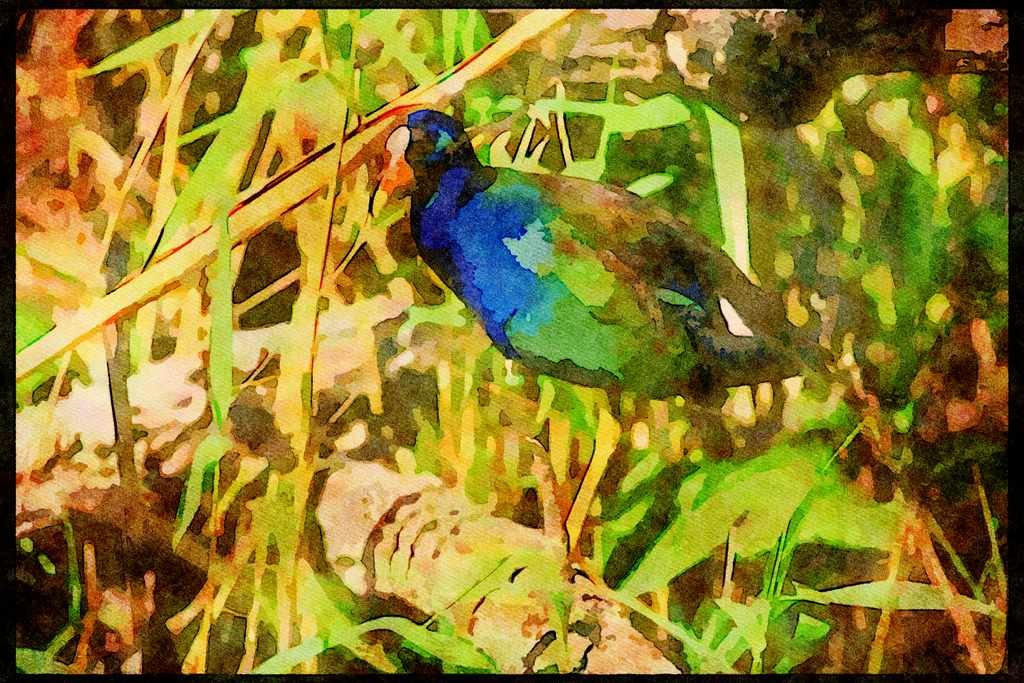 Wading Birds 289047 Purple Gallinule A4 Limited Edition Watercolour Print