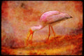 Wading Birds 289048 Yellow billed Stork A4 Limited Edition Watercolour Print
