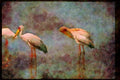 Wading Birds 289049 Yellow billed Storks A4 Limited Edition Watercolour Print