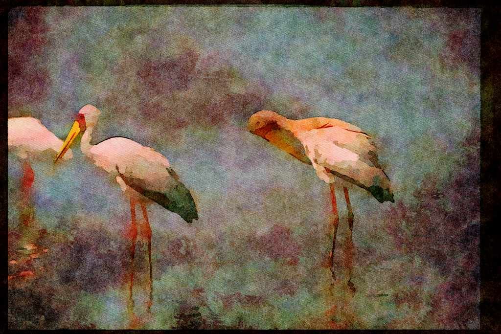 Wading Birds 289049 Yellow billed Storks A4 Limited Edition Watercolour Print